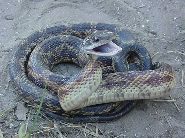 1553963312_18579517605c9f99300b4409.66199375_rat snake.jpg