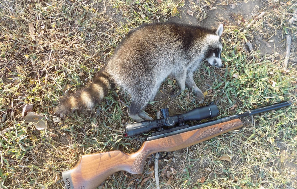 shooting raccoons with bb gun