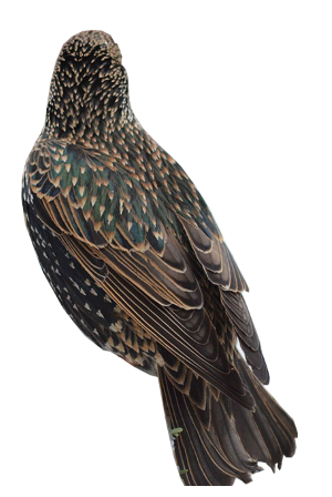 1581703758_11193406555e46e24e1d0462.94608138_Starling Back Silhouette 5.png