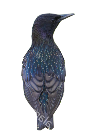 1581704048_15833647395e46e370b8f6c2.98229738_Starling Back Silhouette 3.png