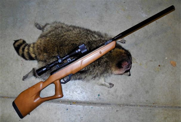 27lb coon.1638231114.JPG