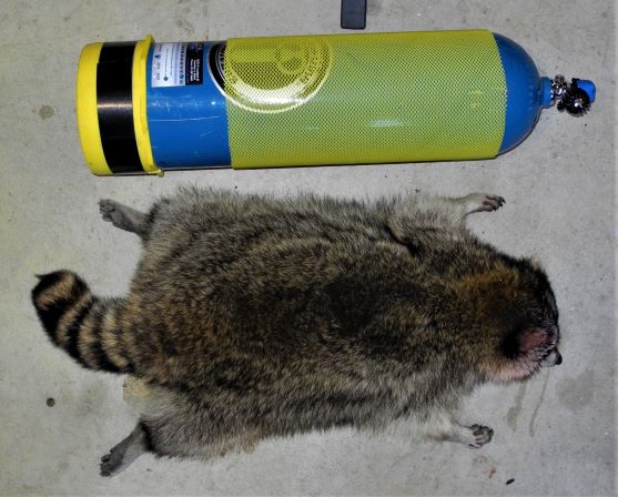 27lb coon and tank.1638231118.JPG