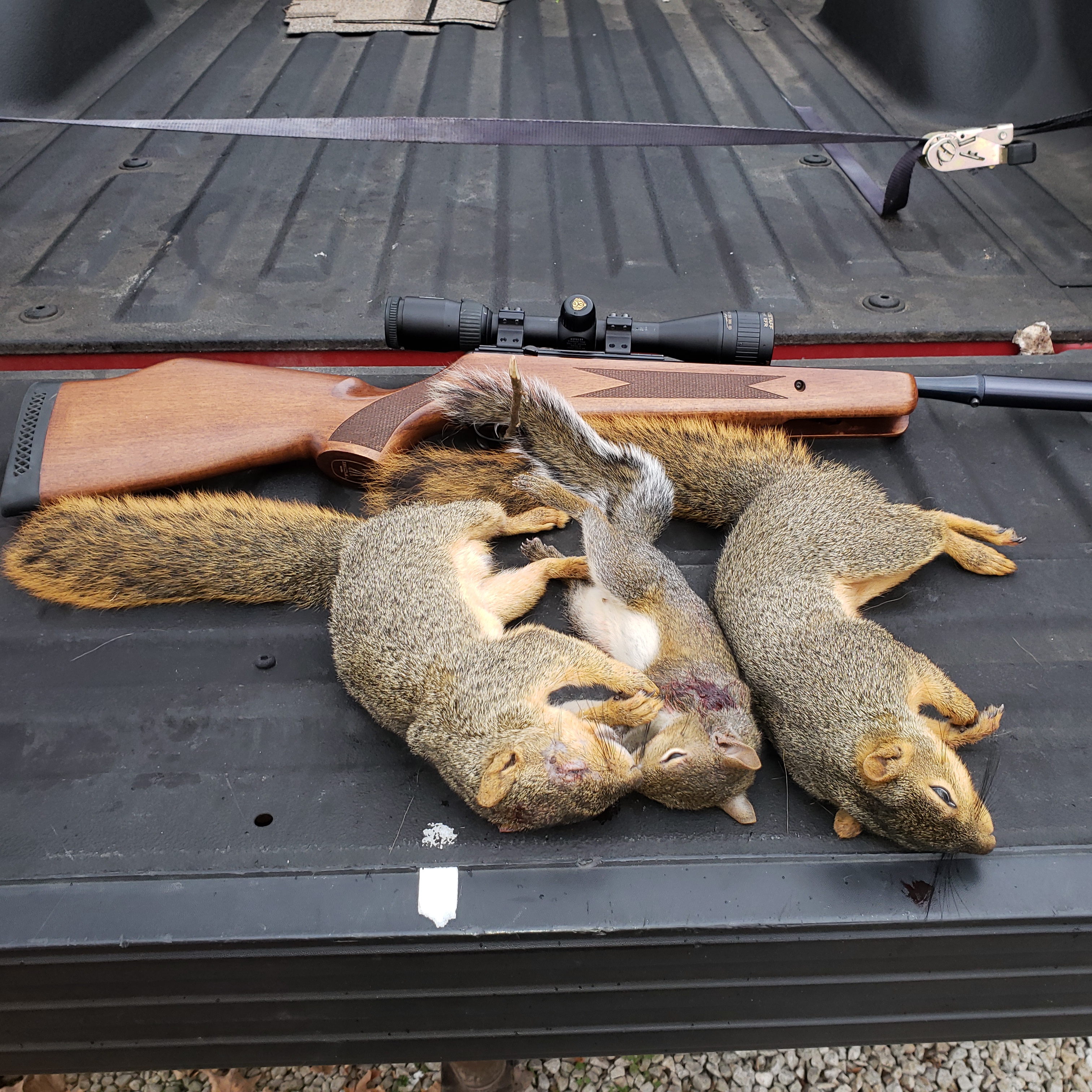 Classic .22 Rimfires That Still Make Great Squirrel Hunting Rifles