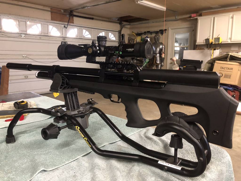 Wildcat Wednesday. Post up them Cats | Airgun Forum | Airgun Nation ...