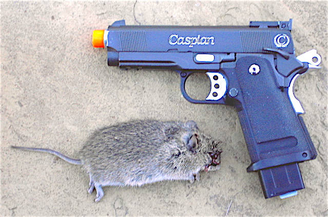 Airsoft rat.JPG