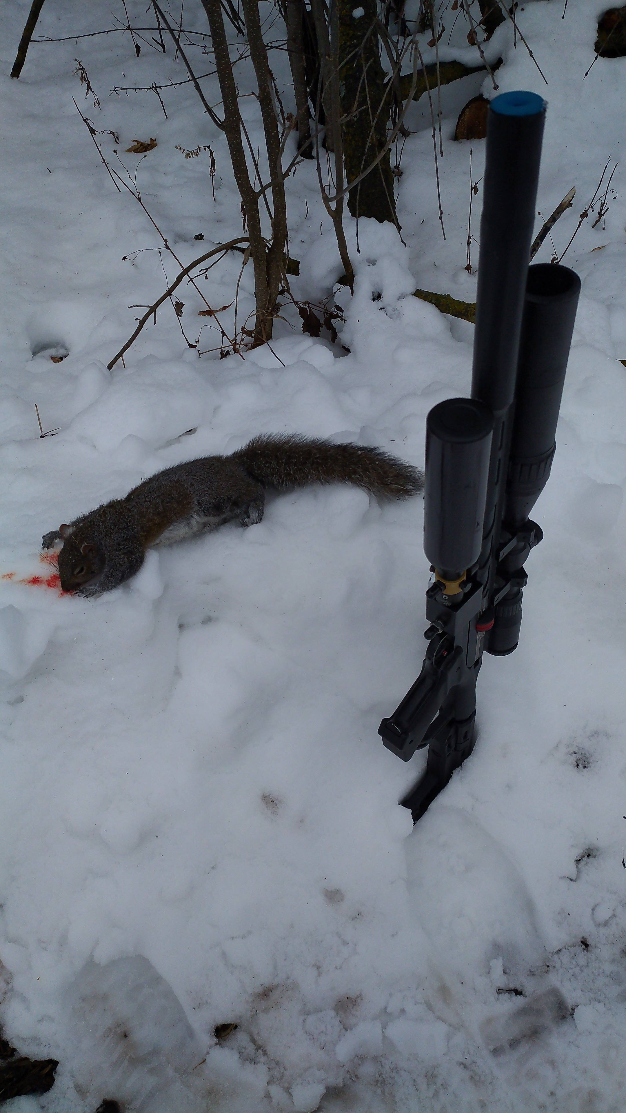 B-Notos 2nd Squirrel.jpg