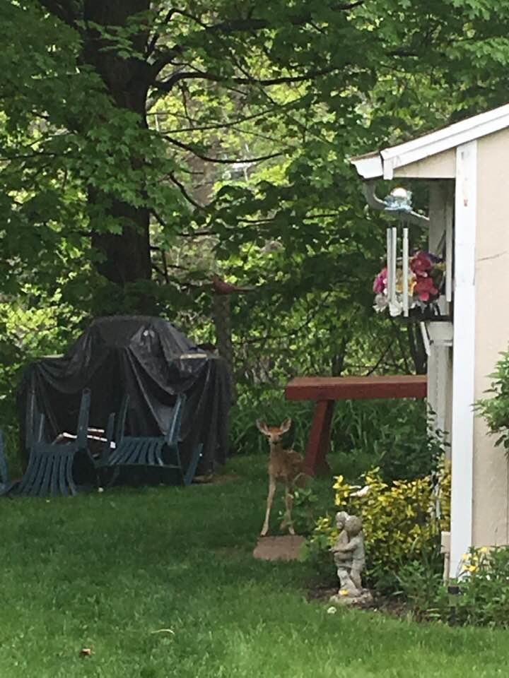 Backyard deer 1.jpg