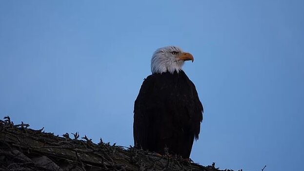 baldeagle.1650544697.jpg