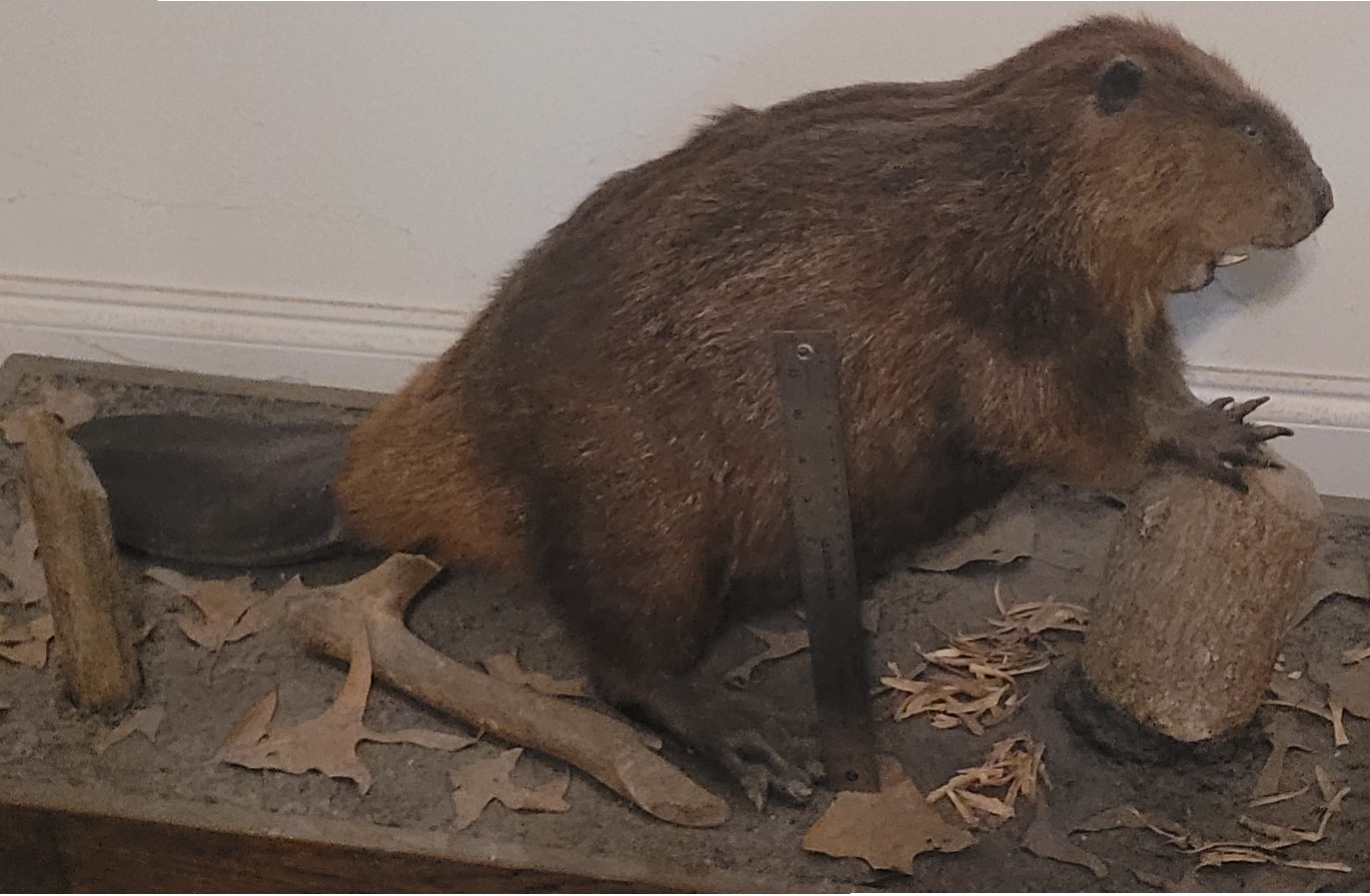 beaver2.jpg