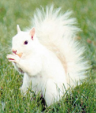 betterwhitesquirrel.jpg.fe9d42c7.jpg