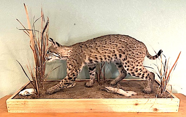 Bobcat mount.1645666067.jpg