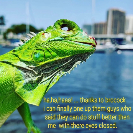 brocock11.jpg