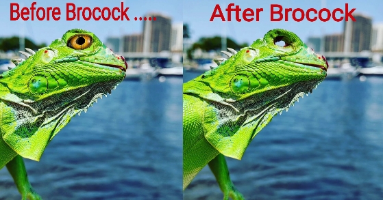 Brocock15.jpg