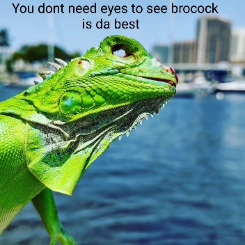 brocock17.jpg