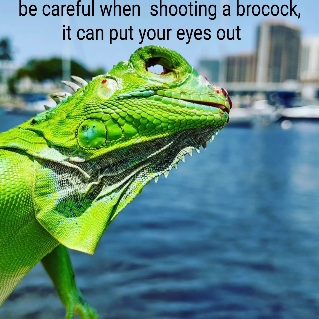 brocock4.jpg