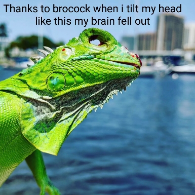 brocock9.jpg