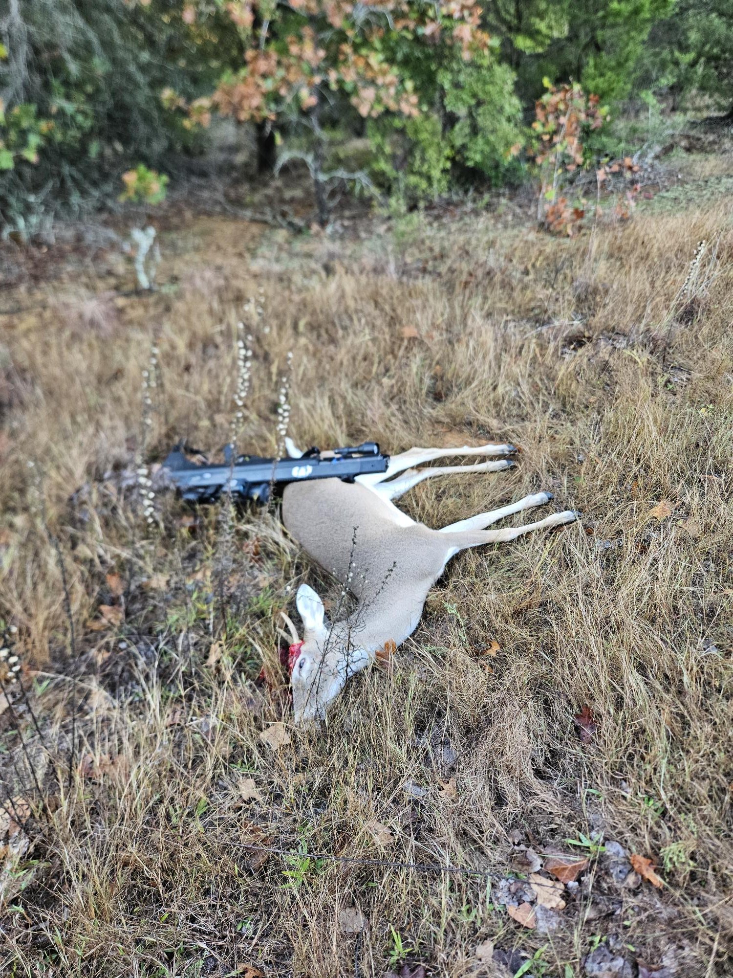 Bulldog Deer 2.jpg