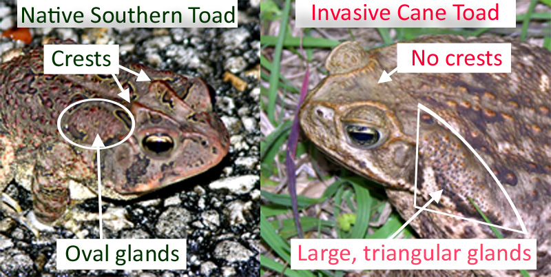 canetoad_southerntoad_comparison_lg.jpeg