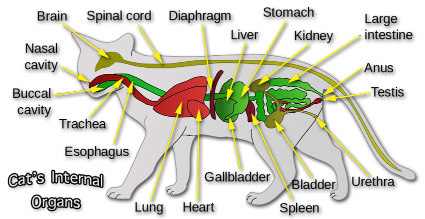 cat-anatomy-organs-11.jpg