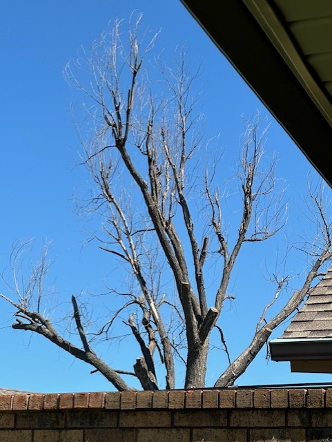 Cottonwood tree.jpg