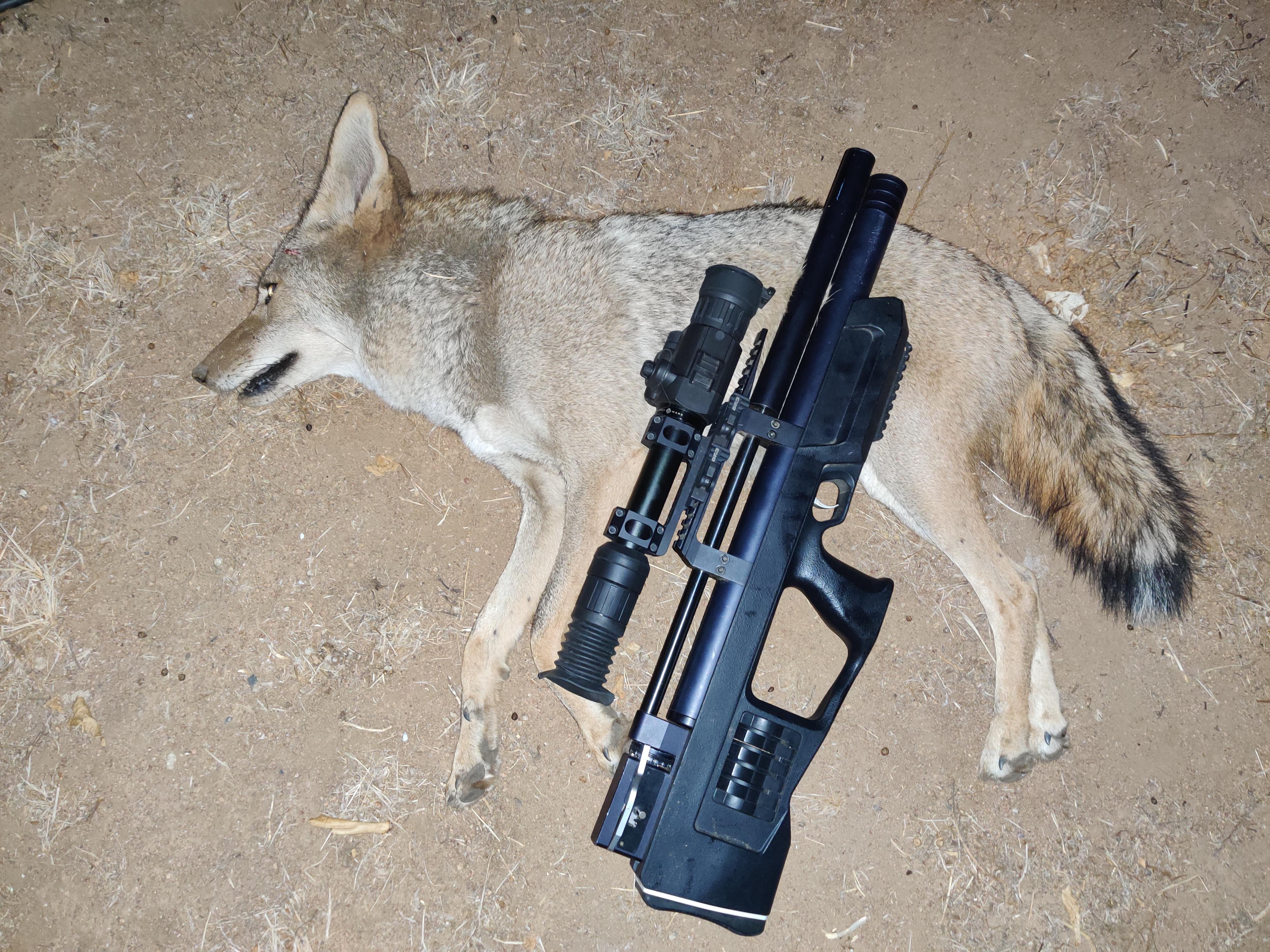 coyote.jpg