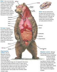 d7947a43c39b19d0a1961a57aed657fd--animal-anatomy-zoology.jpg