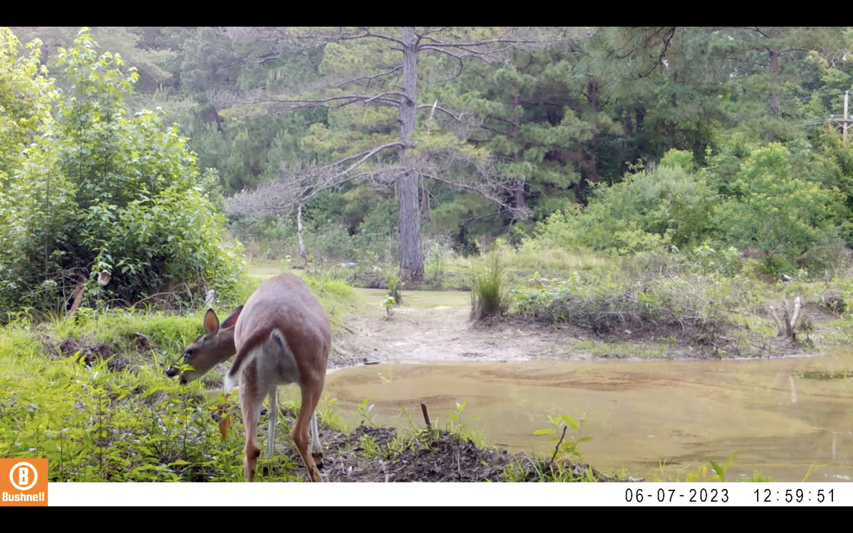 Deer eating on dam.png