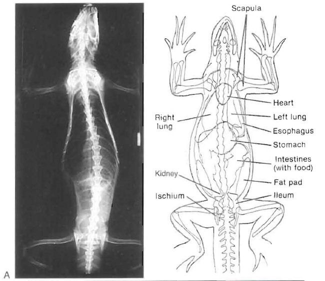 Dorsalventral green iguana.jpg