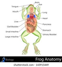 easy-edit-vector-illustration-frog-260nw-143915449.jpg