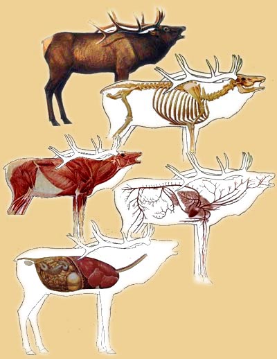 elk-anatomy.jpg