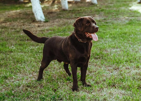 four-paws-one-rifle-hunting-hijinks-with-alfie.jpeg