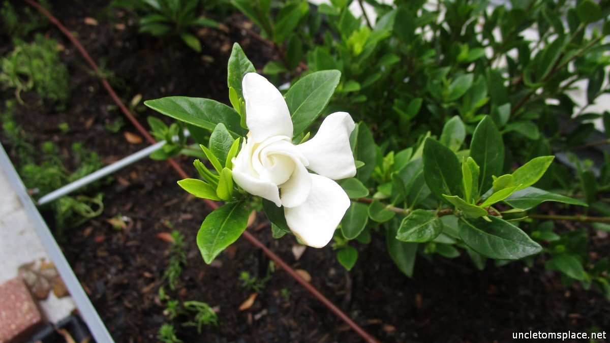 Gardenia-1.jpg