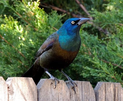 grackle.1649533256.jpg