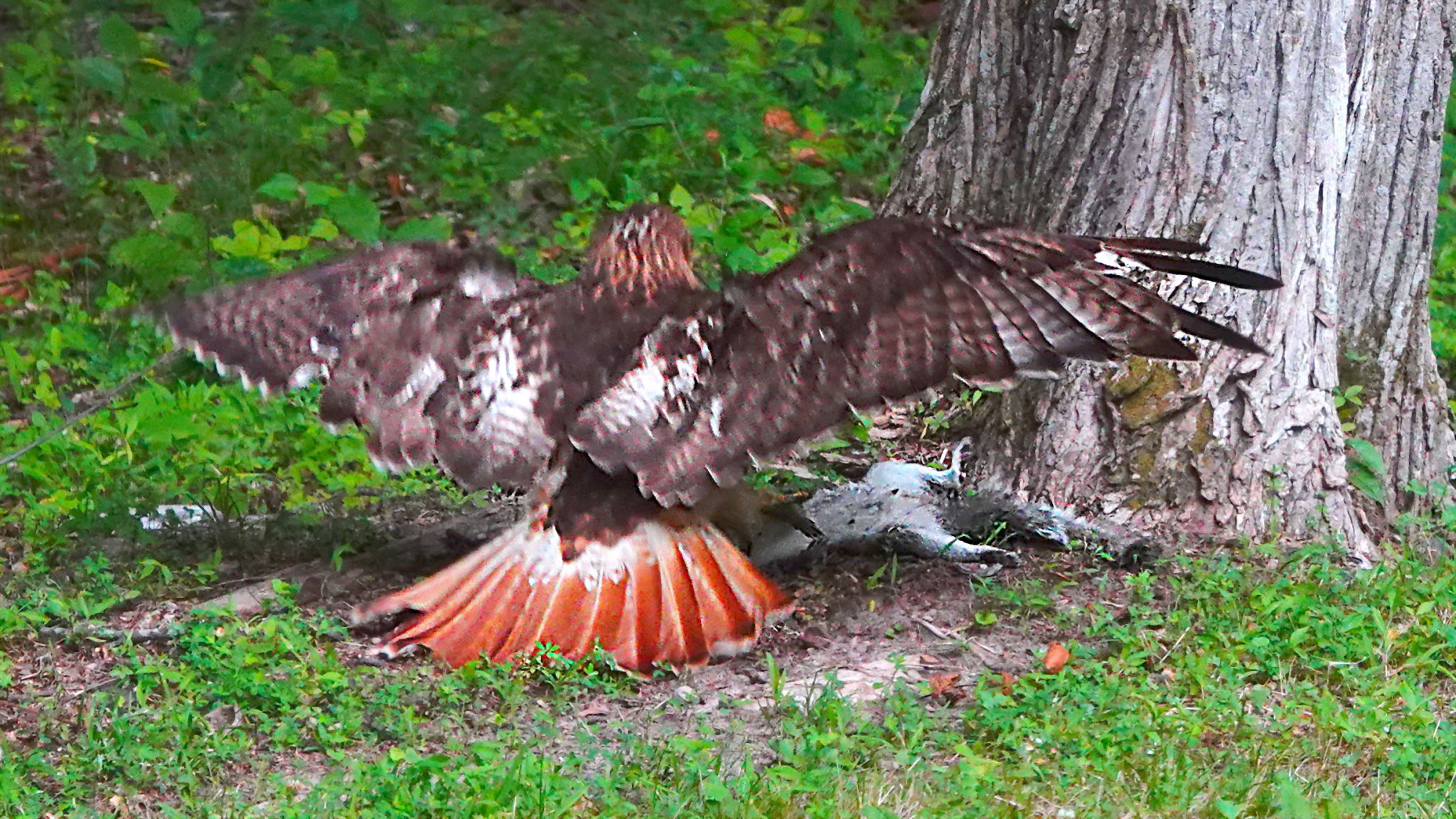 Hawk Snatches Skverl 1 20220706.jpg