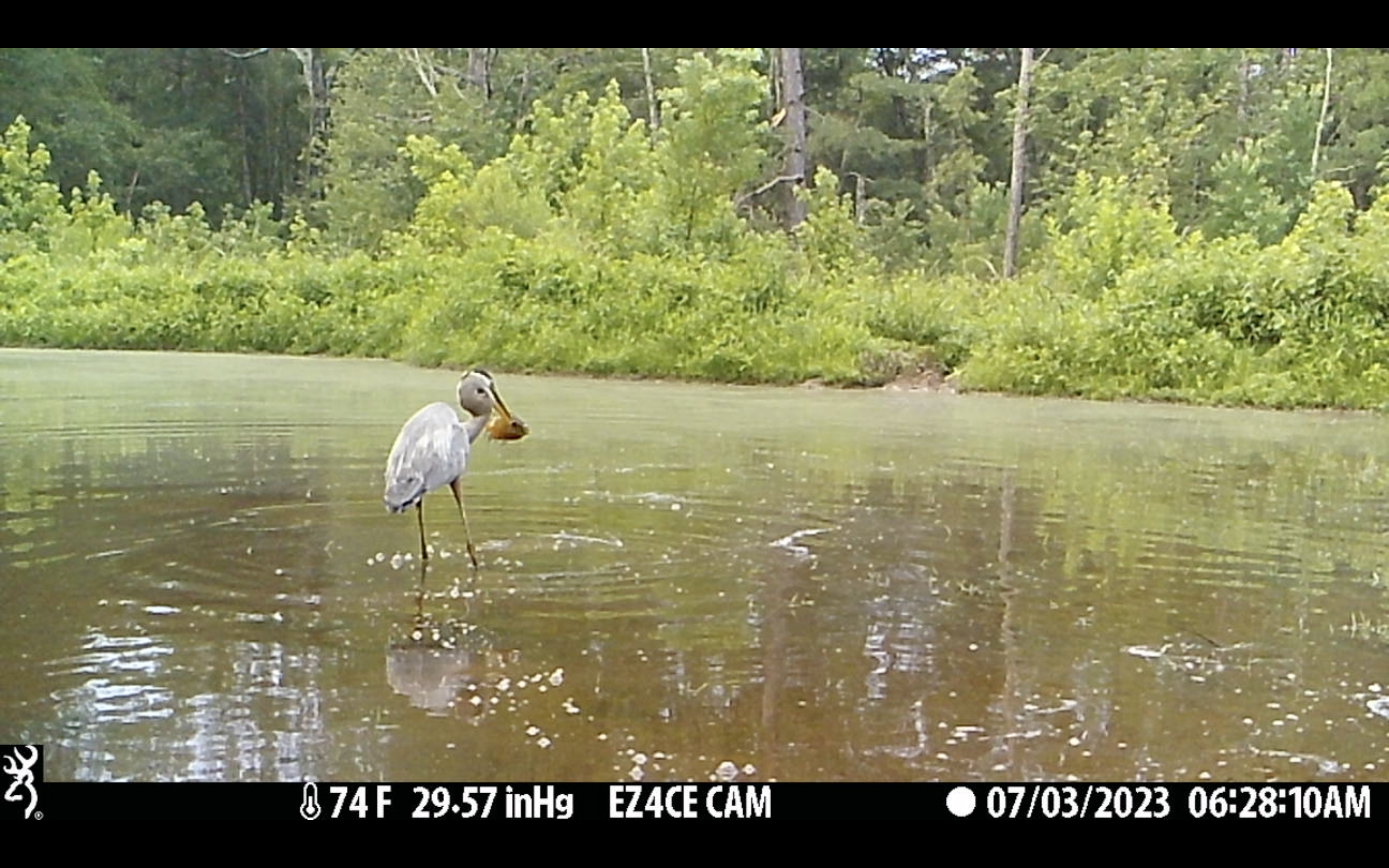 Heron Catches Perch.png