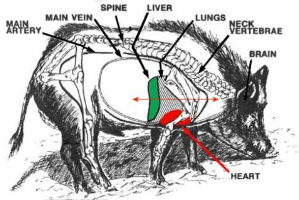 hog_internal_organs_shot_placement.jpg