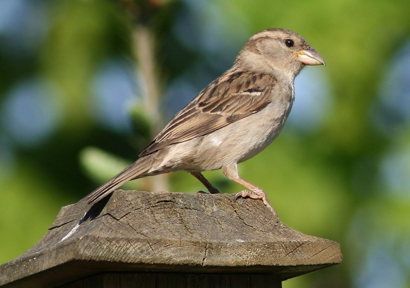 House_Sparrow_Female_(6281)-Relic38.jpg