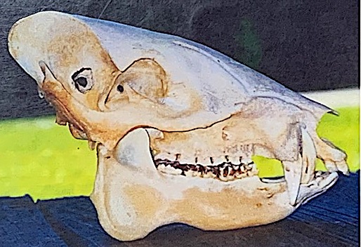 Javelina skull.jpg