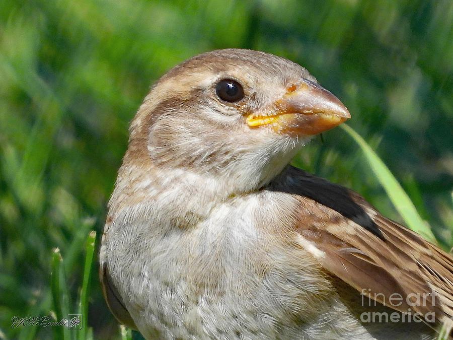 juvenile-female-house-sparrow-j-mccombie.jpg