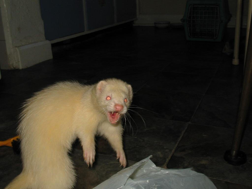 killer ferret.jpg