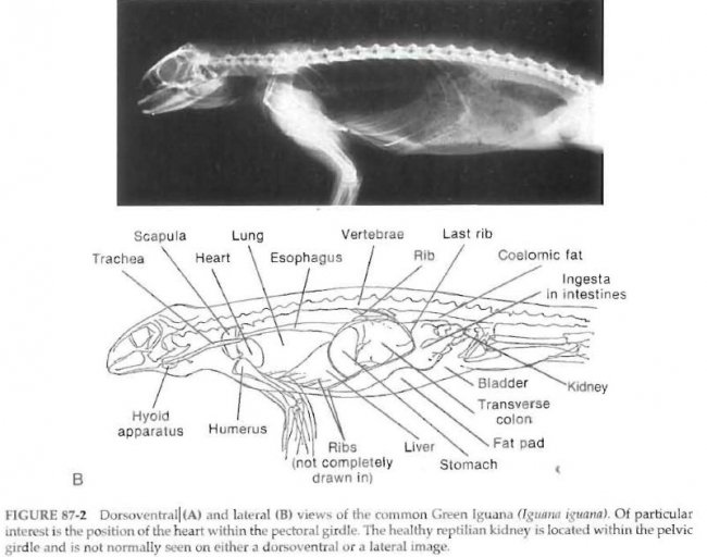 lateral view green iguana.jpg