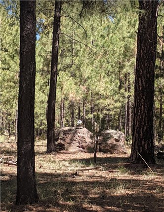 porcupine on the rock.jpg