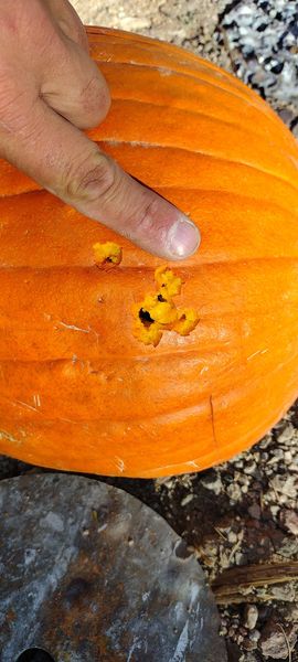 pumpkin 100 yds.jpg