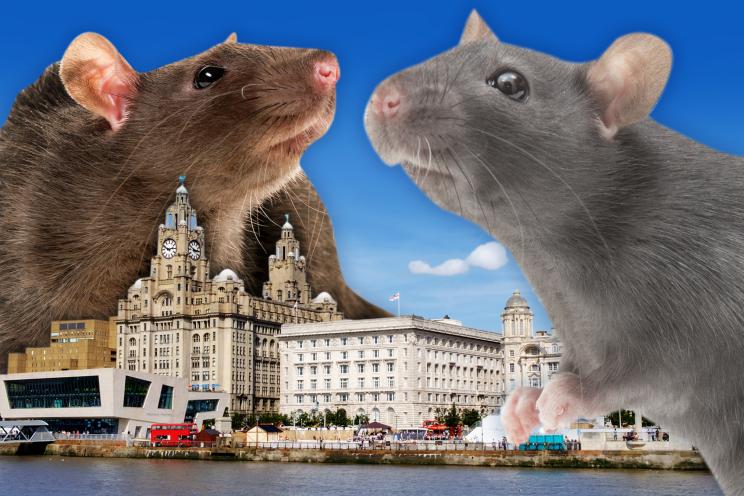 Quarry.   Rat.  Giant Rats -- House Size.jpg