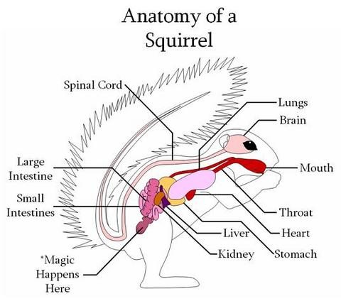 Quarry.  Squirrel. Shot Placement. Diagram of Organs.jpg