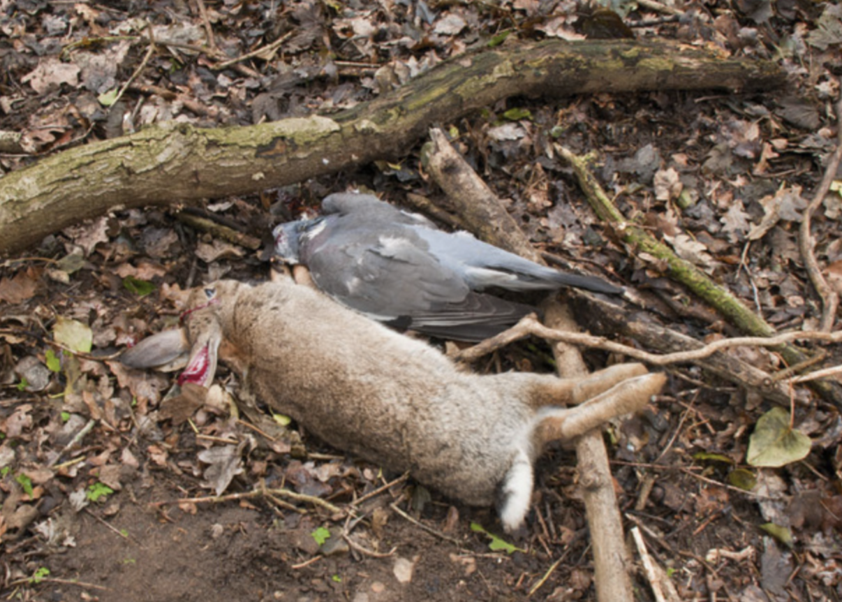 rabbit-pigeon.png