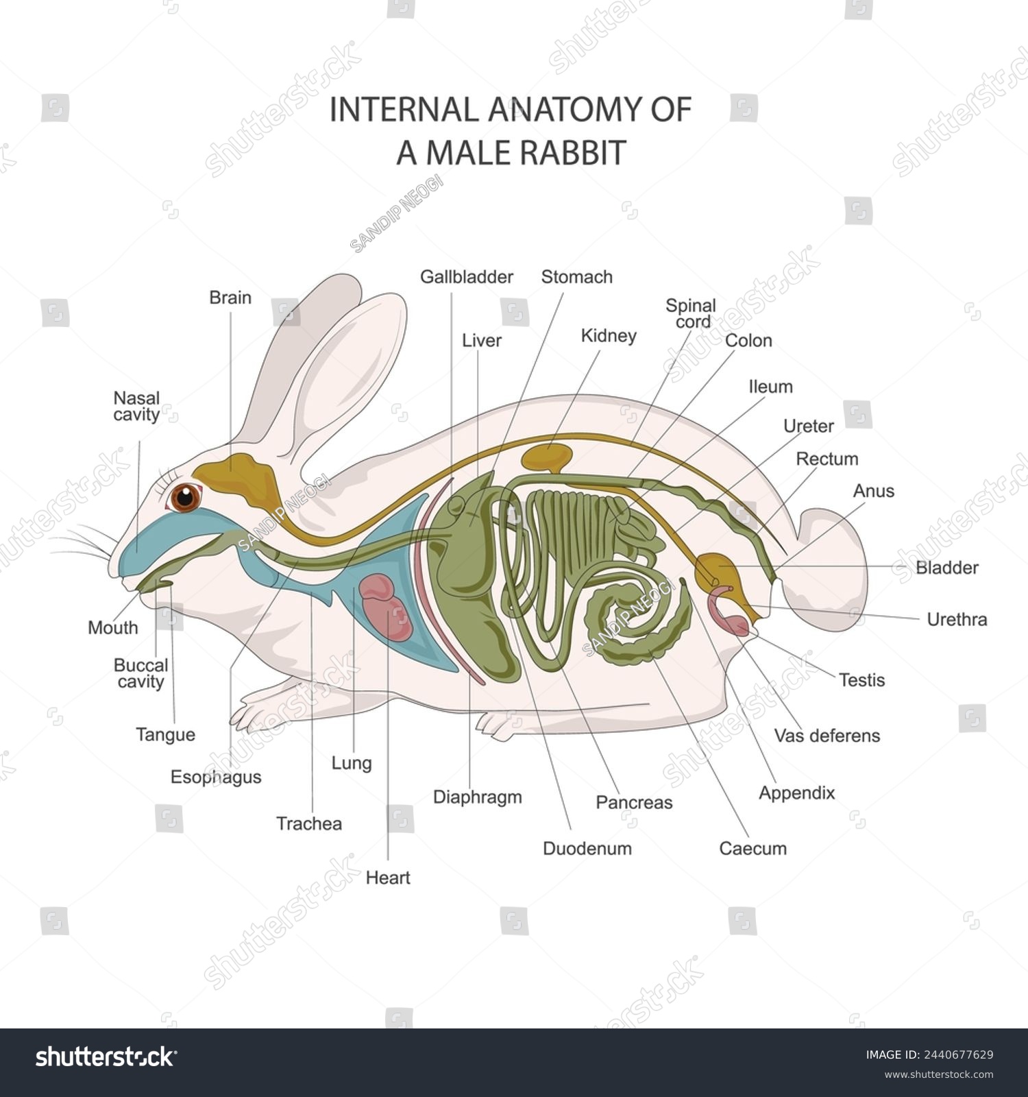 Rabbit shot placement.jpg