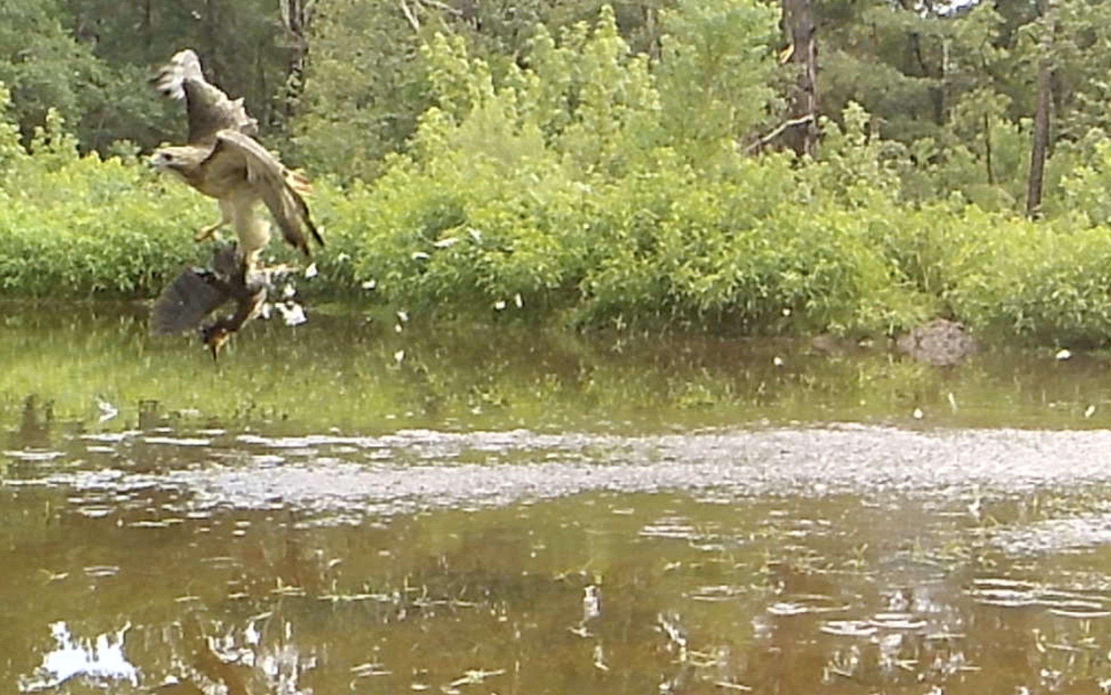 Red-Shouldered Hawk Captures Waterfowl.png