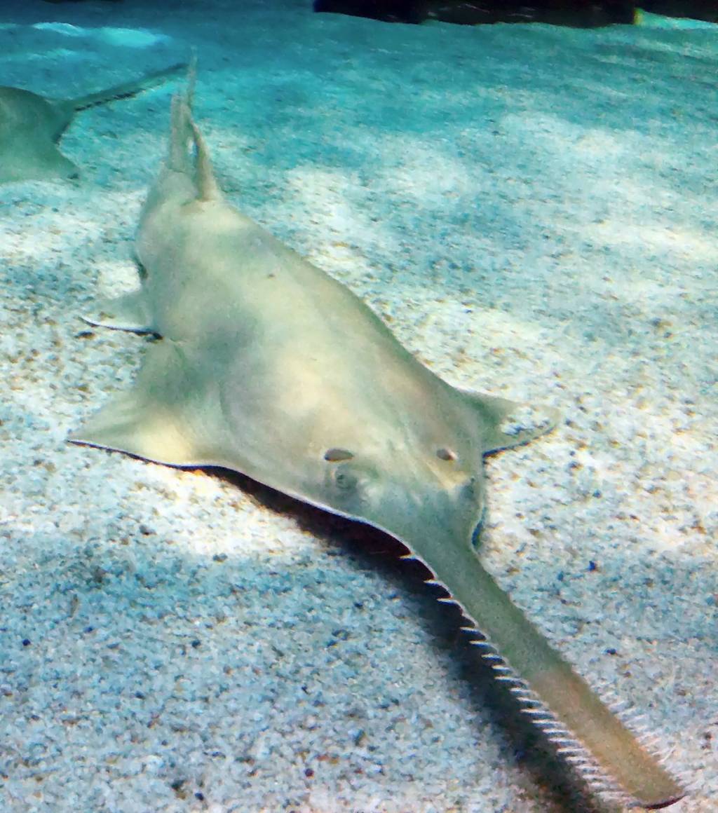 Sawfish.1625176602.jpg