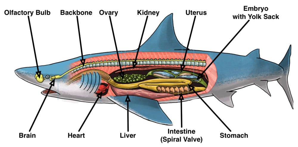 shark-details-01.jpg